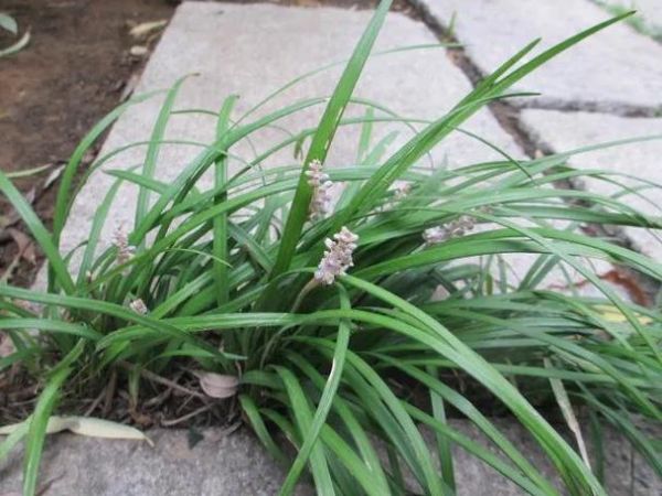 绿草是什么植物_绿草有哪些常见品种