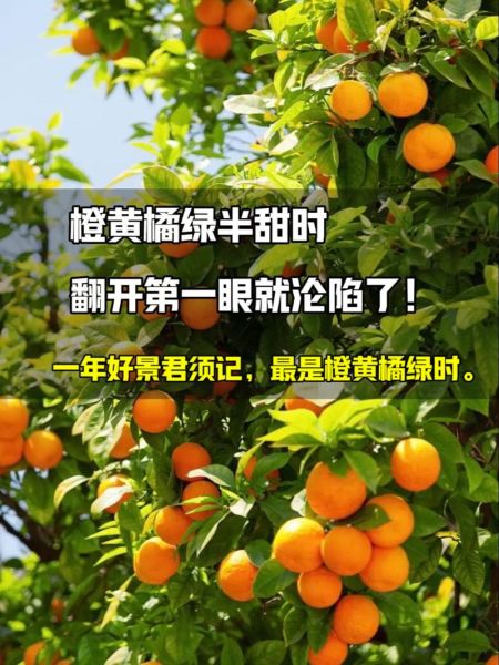 橘绿是词语吗_橘绿的意思和用法