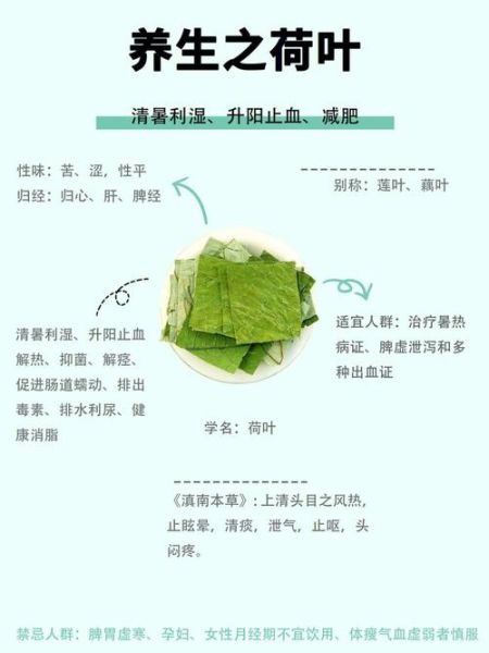 荷叶的功效与作用_荷叶减肥的正确方法