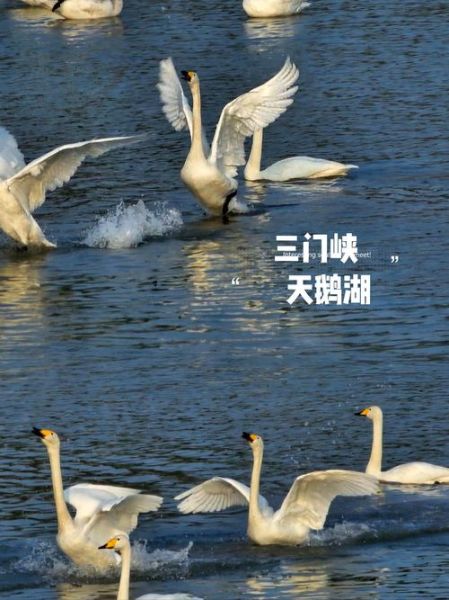 天鹅为什么那么美_描写天鹅的优美词语有哪些