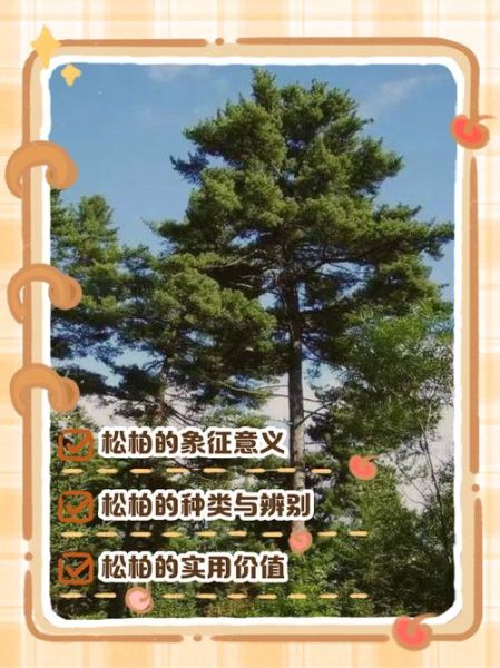 松柏挺立的象征意义是什么_松柏挺立的词语有哪些