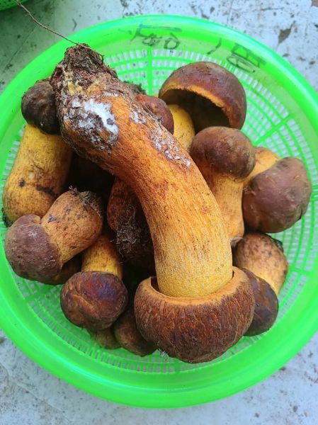 山珍有哪些品种_如何挑选新鲜山珍