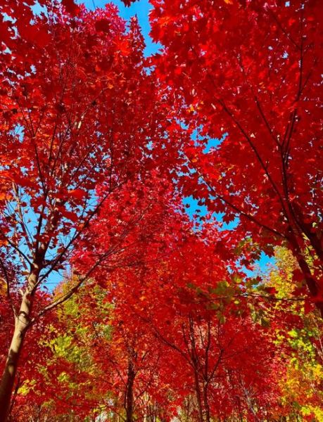 枫叶红什么时候最红_枫叶红最佳观赏期