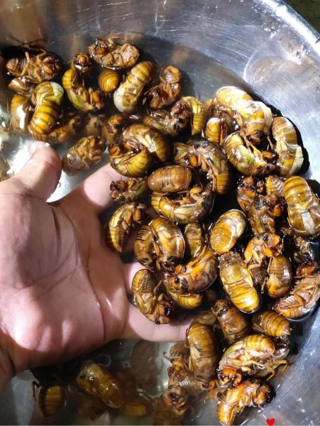 知了猴怎么保存_知了猴冷冻前要不要焯水