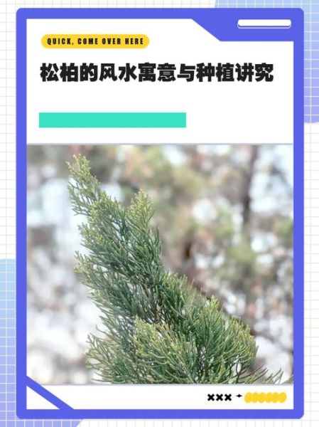 松柏象征什么_松柏寓意有哪些