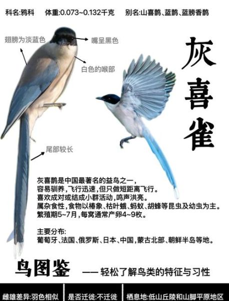 喜鹊什么预兆_喜鹊叫吉凶时间表