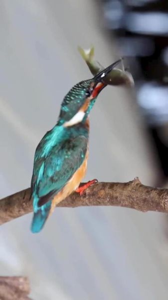 翠鸟捕鱼技巧_翠鸟怎么抓鱼