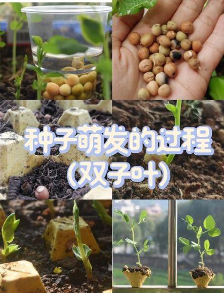 种子发芽需要哪些条件_如何让种子快速发芽