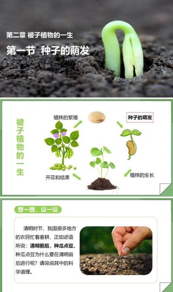 种子发芽需要哪些条件_如何让种子快速发芽