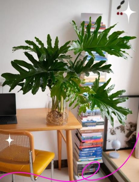 绿叶朝气是什么_如何在家养出蓬勃绿意