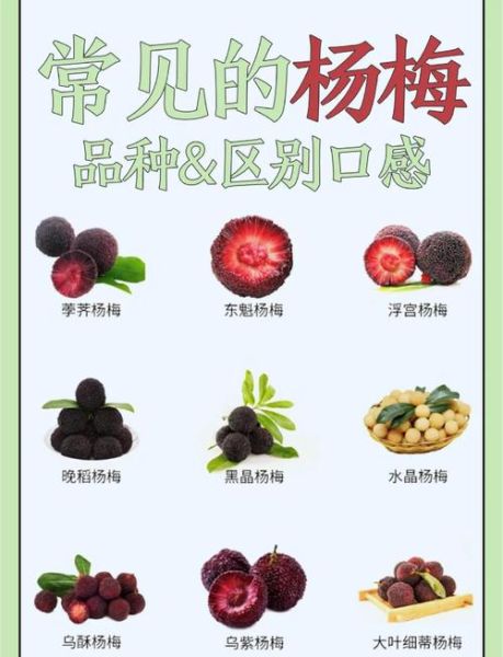 一什么杨梅_杨梅品种怎么选