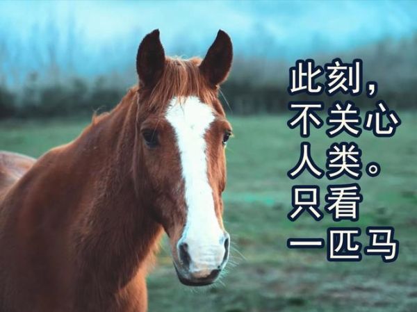 马叫声有哪些_马嘶鸣代表什么