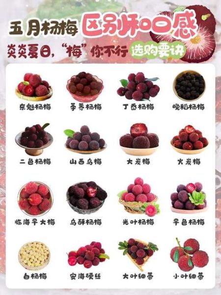 一什么杨梅_杨梅品种怎么选