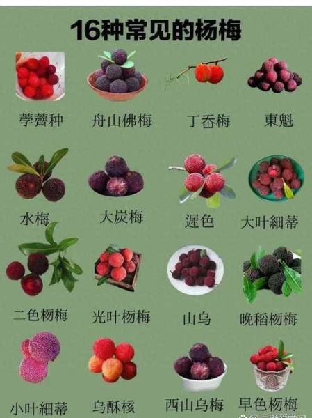 一什么杨梅_杨梅品种怎么选