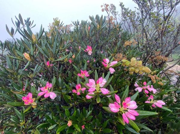 山上的鲜花有哪些品种_如何识别山上的野花