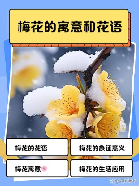 冬梅的花语是什么_如何赞美冬梅