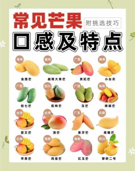 芒果品种有哪些_芒果怎么挑选才甜