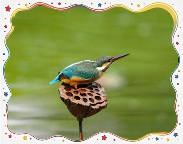 翠鸟叫声像什么_如何模仿翠鸟声音