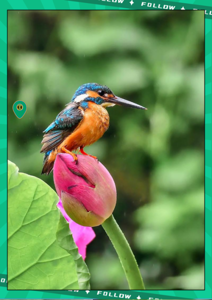 翠鸟叫声像什么_如何模仿翠鸟声音