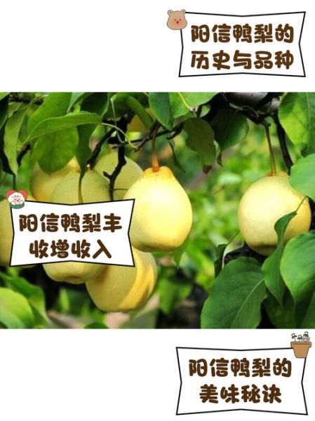 鸭梨手机怎么样_鸭梨手机值得买吗