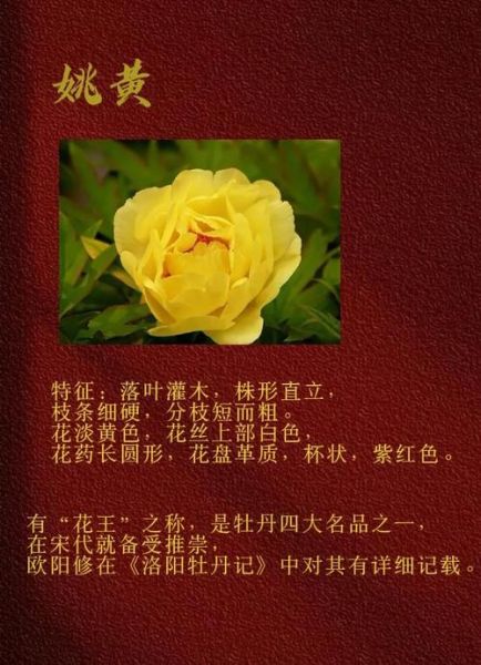 姚黄牡丹花语是什么_姚黄牡丹怎么养