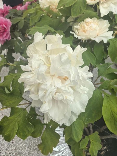 姚黄牡丹花语是什么_姚黄牡丹怎么养