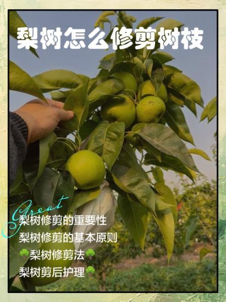树枝怎么修剪_树枝修剪后多久发芽