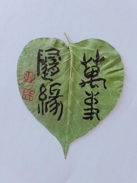 树叶连字词语有哪些_树叶连字词语怎么写