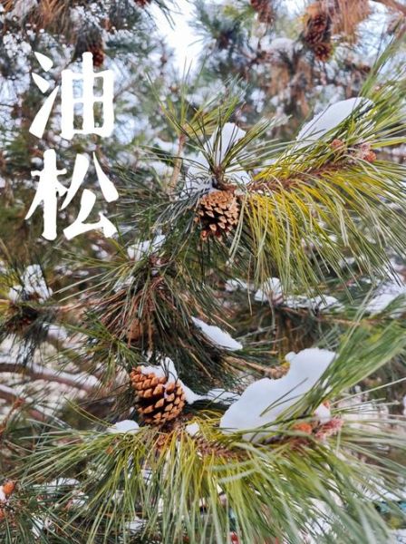 松树的外形特点有哪些_松树象征什么精神