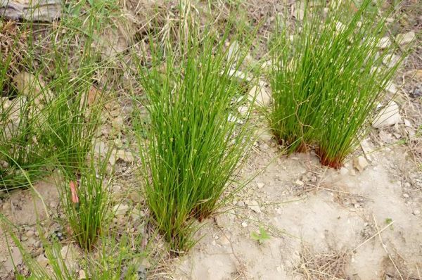 草苞是什么_草苞和草包的区别