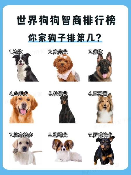 狗狗智商高的表现有哪些_如何判断狗狗聪明程度