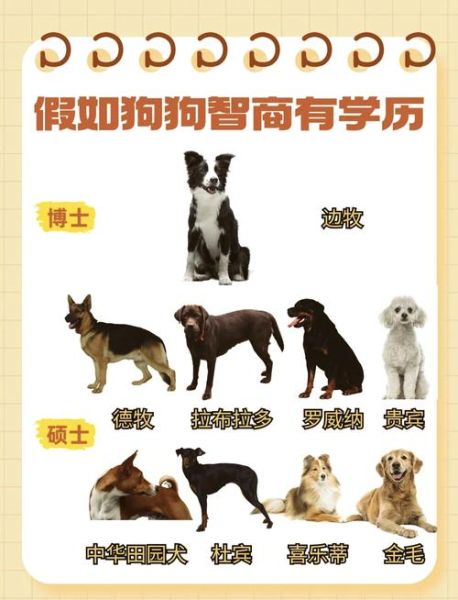 狗狗智商高的表现有哪些_如何判断狗狗聪明程度