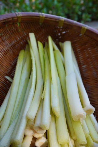 蒲菜怎么做好吃_蒲菜的家常做法