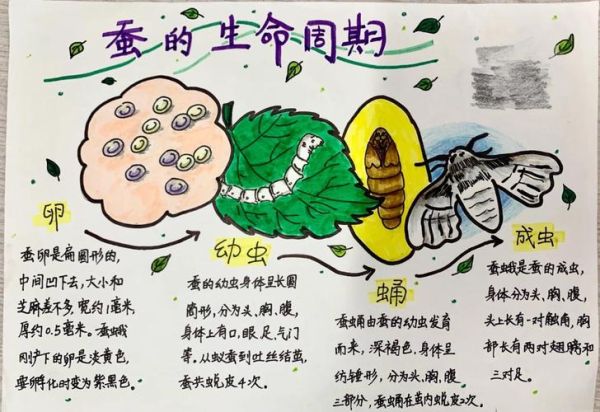 春蚕到死丝方尽_春蚕精神如何体现