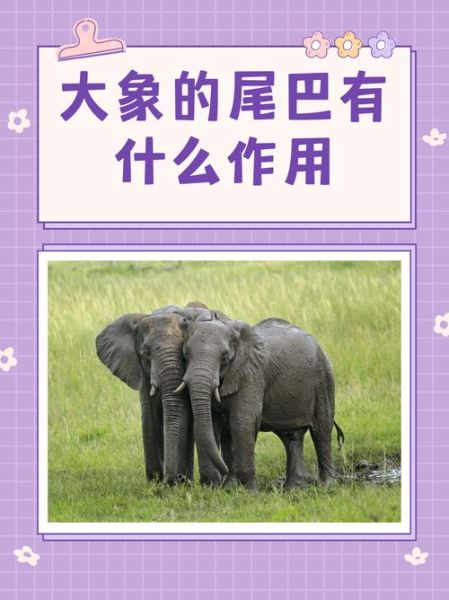 大象为什么有长鼻子_大象鼻子有哪些功能