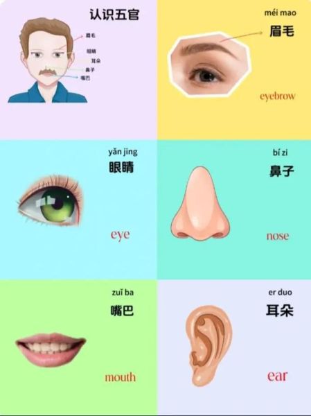 面部名称有哪些_面部五官具体指什么
