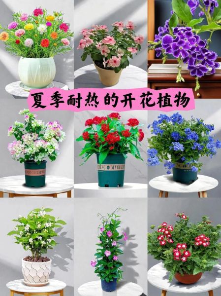 夏日花有哪些_夏日花怎么养