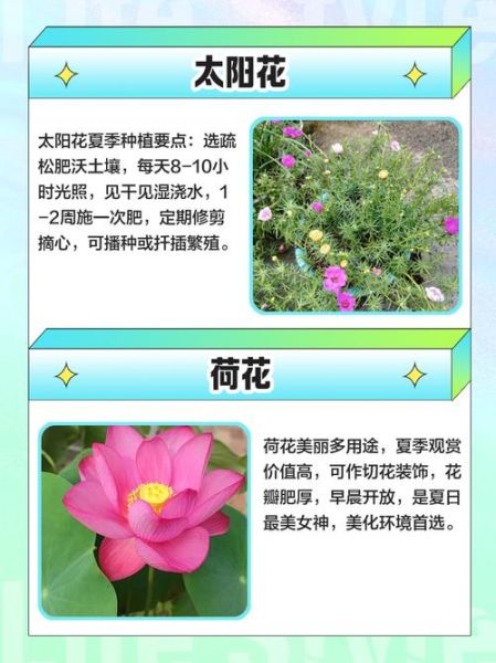 夏日花有哪些_夏日花怎么养