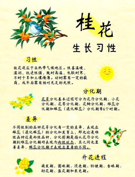 桂花什么时候开_桂花香味怎么形容