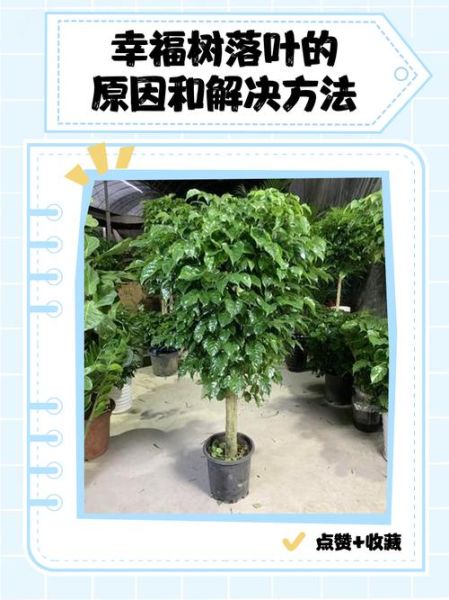 大树落叶是什么原因_大树落叶怎么处理