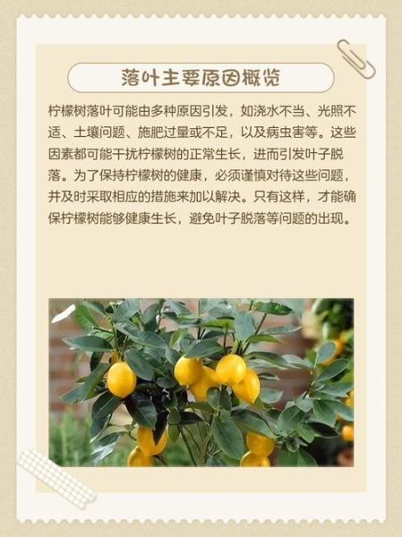 大树落叶是什么原因_大树落叶怎么处理