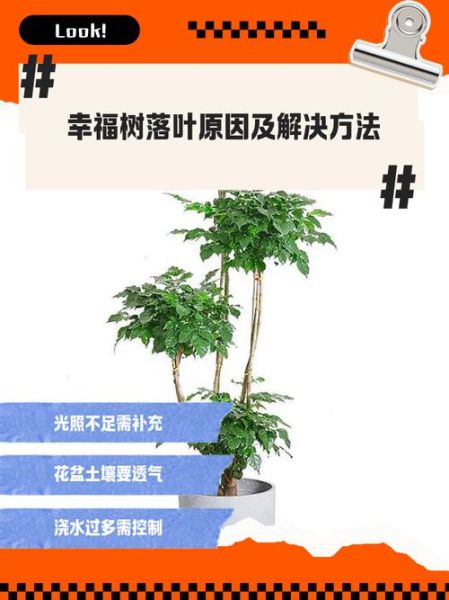 大树落叶是什么原因_大树落叶怎么处理