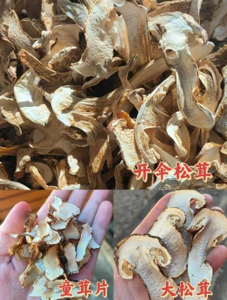 干松茸怎么泡发_干松茸的家常做法