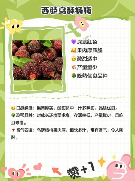 杨梅怎么挑选才好吃_杨梅好吃的品种有哪些