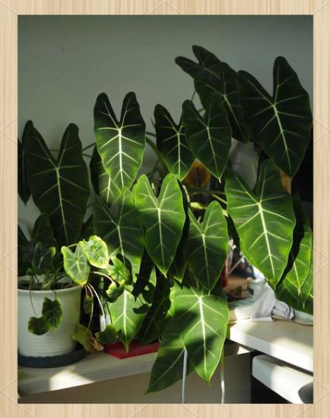 绿色植物的种类有哪些_如何打造绿色家居