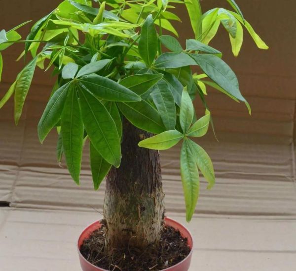 绿色植物的种类有哪些_如何打造绿色家居