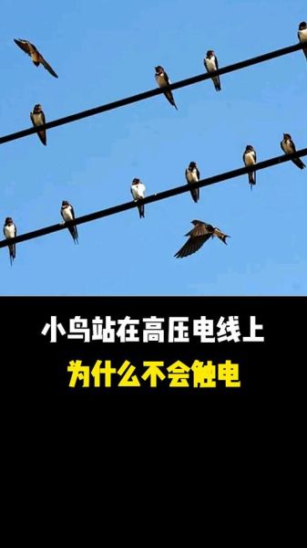 鸟儿为什么不怕电线触电_鸟儿站在高压线上安全吗