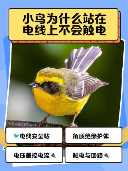 鸟儿为什么不怕电线触电_鸟儿站在高压线上安全吗