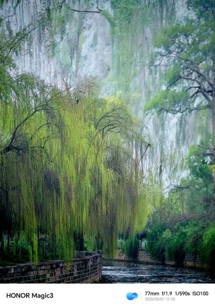 柳树依依_柳树青青是什么意思