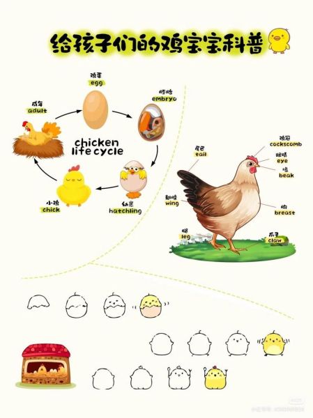 小鸡怎么养才健康_小鸡的形容词有哪些